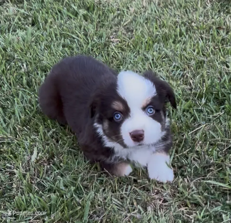 Sirius - blue eyes (yellow collar) – Miniature Australian Shepherd puppy for sale in Brooksville, FL