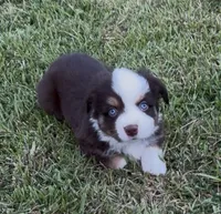 Sirius - blue eyes (yellow collar), a male Miniature Australian Shepherd for sale in Brooksville, FL – 1 of 10