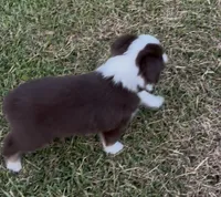 Sirius - blue eyes (yellow collar), a male Miniature Australian Shepherd for sale in Brooksville, FL – 2 of 10