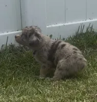Nebula - Blue-eyed (purple collar), a female Miniature Australian Shepherd for sale in Brooksville, FL – 2 of 8