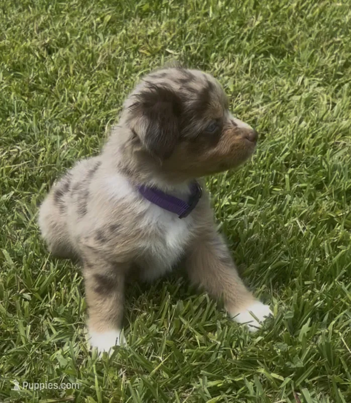 Nebula - Blue-eyed (purple collar) – Miniature Australian Shepherd puppy for sale in Brooksville, FL