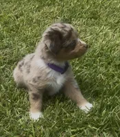 Nebula - Blue-eyed (purple collar), a female Miniature Australian Shepherd for sale in Brooksville, FL – 1 of 8