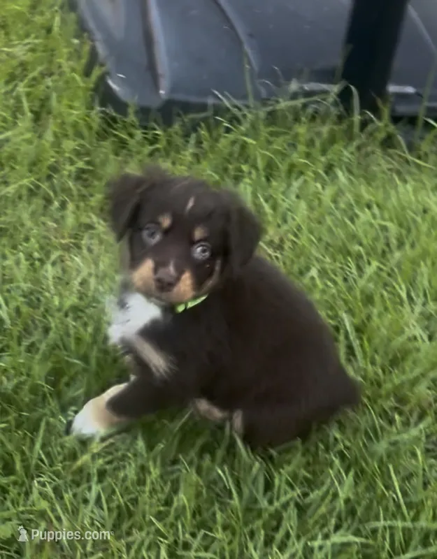 Aurora - One Blue Eye  (Lime Green Collar) – Miniature Australian Shepherd puppy for sale in Brooksville, FL