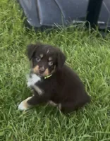 Aurora - One Blue Eye  (Lime Green Collar), a female Miniature Australian Shepherd for sale in Brooksville, FL – 1 of 10