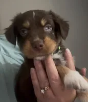 Aurora - One Blue Eye  (Lime Green Collar), a female Miniature Australian Shepherd for sale in Brooksville, FL – 7 of 10