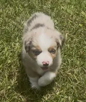 Skye - Blue Eyes (sky blue collar), a female Miniature Australian Shepherd for sale in Brooksville, FL – 6 of 9
