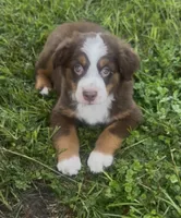 Brody - Red Tri Male, a male Australian Shepherd for sale in Brooksville, FL – 2 of 10