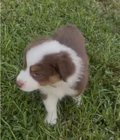 Cosmo - orange collar, a male Miniature Australian Shepherd for sale in Brooksville, FL – 7 of 10