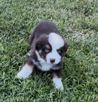Sirius - blue eyes (yellow collar), a male Miniature Australian Shepherd for sale in Brooksville, FL – 6 of 10