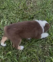 Cosmo - orange collar, a male Miniature Australian Shepherd for sale in Brooksville, FL – 3 of 10
