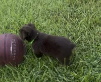 Aurora - One Blue Eye  (Lime Green Collar), a female Miniature Australian Shepherd for sale in Brooksville, FL – 4 of 10