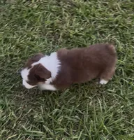 Leo (blue collar), a male Miniature Australian Shepherd for sale in Brooksville, FL – 3 of 10