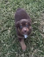 Nova (red collar), a female Miniature Australian Shepherd for sale in Brooksville, FL – 2 of 9