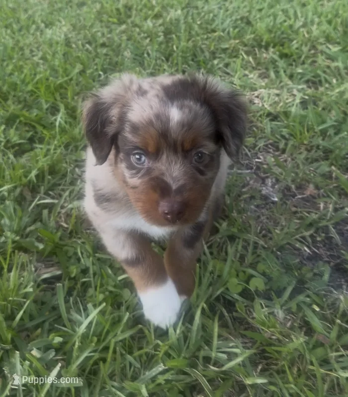 Orion (light tan collar) – Miniature Australian Shepherd puppy for sale in Brooksville, FL