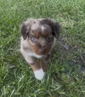 Orion (light tan collar), a male Miniature Australian Shepherd for sale in Brooksville, FL – 1 of 7