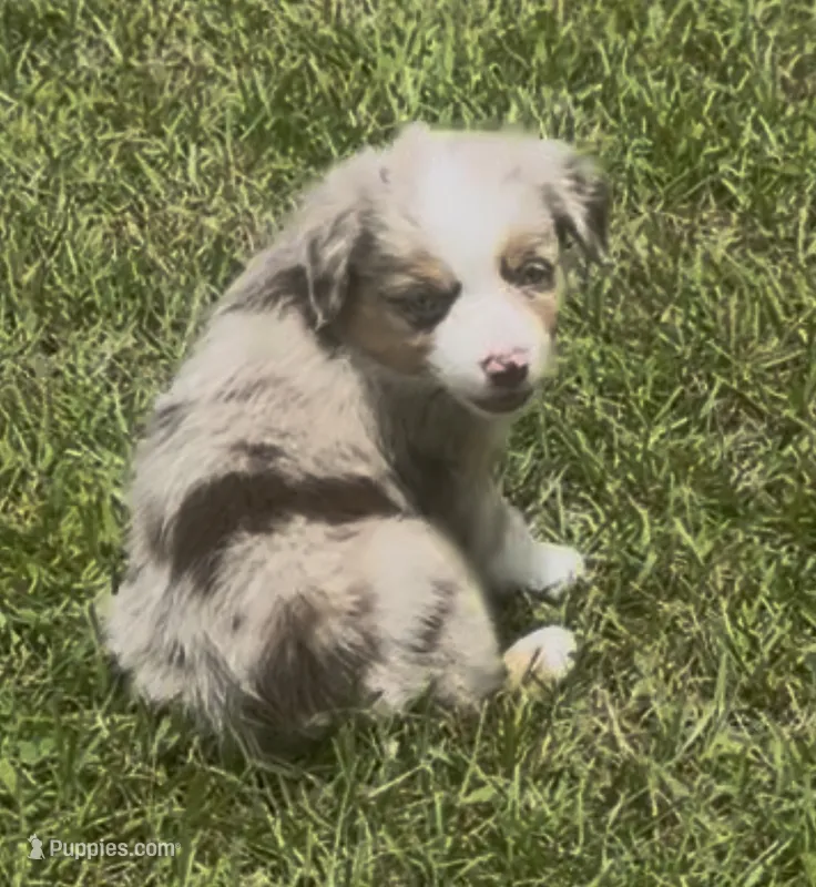 Skye - Blue Eyes (sky blue collar) – Miniature Australian Shepherd puppy for sale in Brooksville, FL