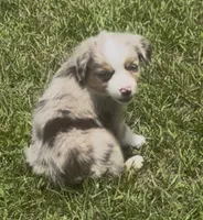 Skye - Blue Eyes (sky blue collar), a female Miniature Australian Shepherd for sale in Brooksville, FL – 1 of 9