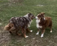 Skye - Blue Eyes (sky blue collar), a female Miniature Australian Shepherd for sale in Brooksville, FL – 8 of 9