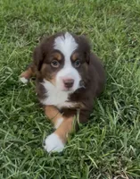 Chunk - Red Tri Male, a male Miniature Australian Shepherd for sale in Brooksville, FL – 2 of 10