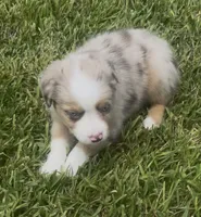 Skye - Blue Eyes (sky blue collar), a female Miniature Australian Shepherd for sale in Brooksville, FL – 3 of 9