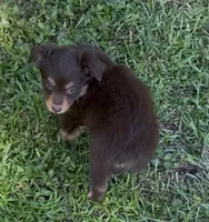 Stardust (teal collar), a female Miniature Australian Shepherd for sale in Brooksville, FL – 4 of 10