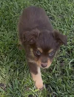 Stardust (teal collar), a female Miniature Australian Shepherd for sale in Brooksville, FL – 5 of 10