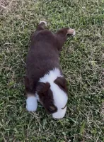 Sirius - blue eyes (yellow collar), a male Miniature Australian Shepherd for sale in Brooksville, FL – 7 of 10