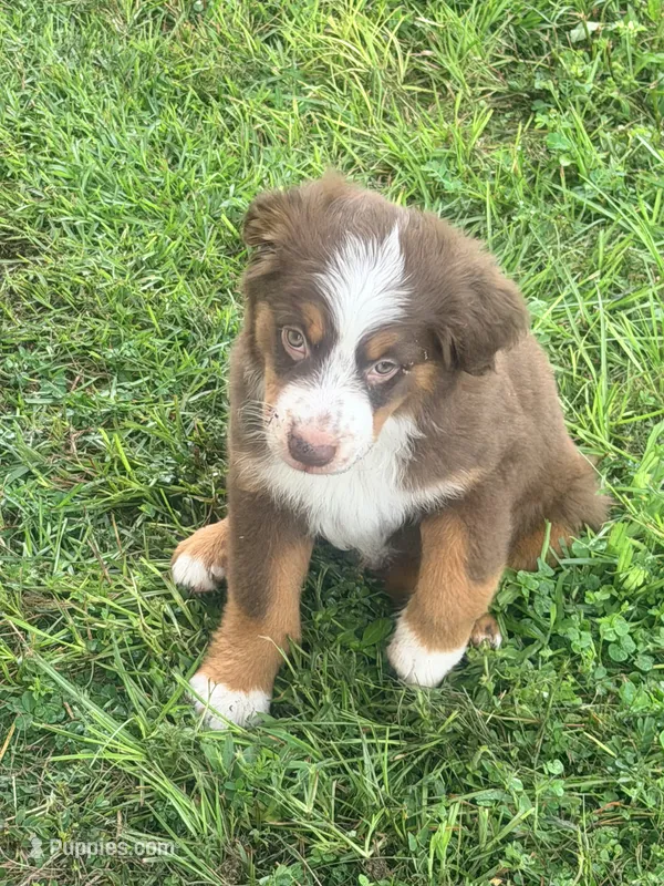 Brody - Red Tri Male – Miniature Australian Shepherd puppy for sale in Brooksville, FL