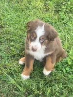Brody - Red Tri Male, a male Australian Shepherd for sale in Brooksville, FL – 1 of 10