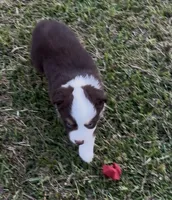 Sirius - blue eyes (yellow collar), a male Miniature Australian Shepherd for sale in Brooksville, FL – 5 of 10