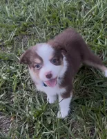 Leo (blue collar), a male Miniature Australian Shepherd for sale in Brooksville, FL – 2 of 10