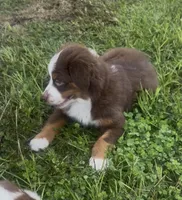 Brody - Red Tri Male, a male Australian Shepherd for sale in Brooksville, FL – 8 of 10