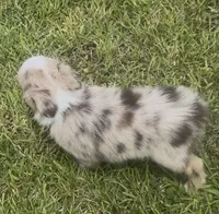 Skye - Blue Eyes (sky blue collar), a female Miniature Australian Shepherd for sale in Brooksville, FL – 2 of 9