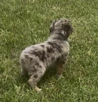 Nebula - Blue-eyed (purple collar), a female Miniature Australian Shepherd for sale in Brooksville, FL – 4 of 8