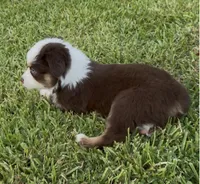 Sirius - blue eyes (yellow collar), a male Miniature Australian Shepherd for sale in Brooksville, FL – 3 of 10