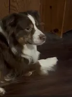 Chunk - Red Tri Male, a male Miniature Australian Shepherd for sale in Brooksville, FL – 10 of 10