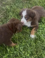 Brody, a male Miniature Australian Shepherd for sale in Brooksville, FL – 3 of 10