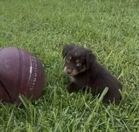 Aurora - One Blue Eye  (Lime Green Collar), a female Miniature Australian Shepherd for sale in Brooksville, FL – 2 of 10