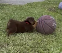 Nova (red collar), a female Miniature Australian Shepherd for sale in Brooksville, FL – 3 of 9