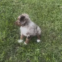 Orion (light tan collar), a male Miniature Australian Shepherd for sale in Brooksville, FL – 3 of 7