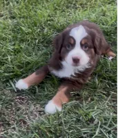 Chunk - Red Tri Male, a male Miniature Australian Shepherd for sale in Brooksville, FL – 1 of 10