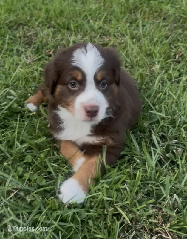 Brody – Miniature Australian Shepherd puppy for sale in Brooksville, FL