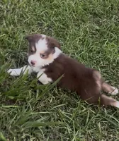 Leo (blue collar), a male Miniature Australian Shepherd for sale in Brooksville, FL – 5 of 10