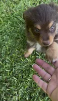 Stardust (teal collar), a female Miniature Australian Shepherd for sale in Brooksville, FL – 6 of 10