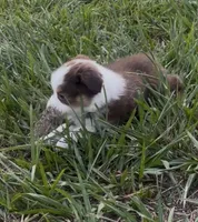 Leo (blue collar), a male Miniature Australian Shepherd for sale in Brooksville, FL – 4 of 10