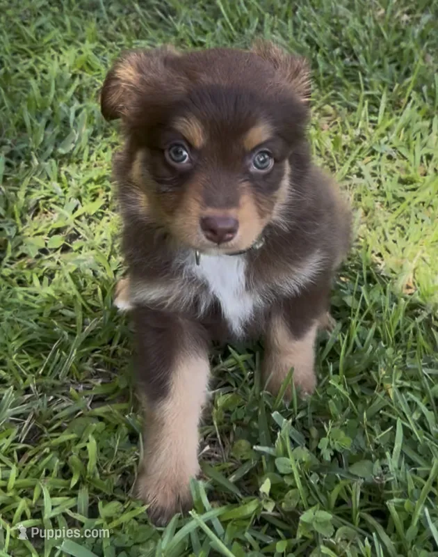 Stardust (teal collar) – Miniature Australian Shepherd puppy for sale in Brooksville, FL