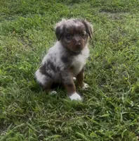 Orion (light tan collar), a male Miniature Australian Shepherd for sale in Brooksville, FL – 4 of 7