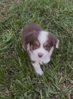 Cosmo - orange collar, a male Miniature Australian Shepherd for sale in Brooksville, FL – 6 of 10