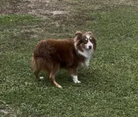 Skye - Blue Eyes (sky blue collar), a female Miniature Australian Shepherd for sale in Brooksville, FL – 7 of 9