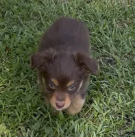 Stardust (teal collar), a female Miniature Australian Shepherd for sale in Brooksville, FL – 3 of 10